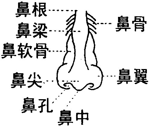 做隆鼻前先了解自己的鼻子构造,避免失败