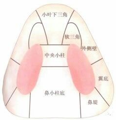 关于鼻小柱你所不知道的小知识
